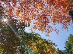 -昆山城市生态森林公园