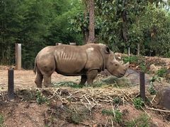 -清迈夜间动物园