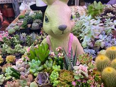 -花鸟鱼虫鲜花绿植市场(玉泉路店)