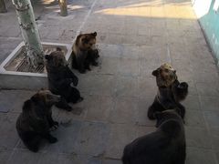 -西霞口神雕山野生动物世界