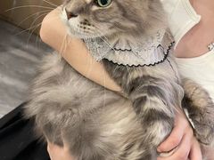 -楼上猫咖(罗湖店)