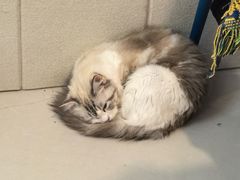-平行世界·猫咖(首经贸店)