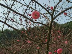 -重庆彩云湖湿地公园