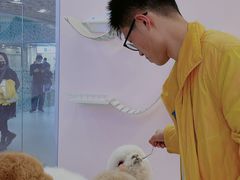 羊驼-千寻布偶家主题咖啡馆