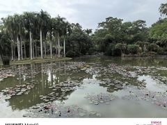 -中国科学院西双版纳热带植物园
