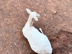 -昆明动物园