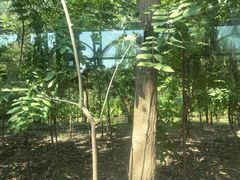 -合肥滨湖国家森林公园