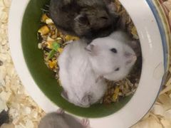 -钓仓鼠(洋桥北里小区店)