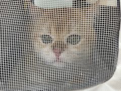 -宠福鑫动物医院(城北分院)