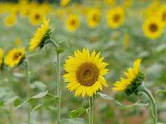 -光明小镇欢乐田园