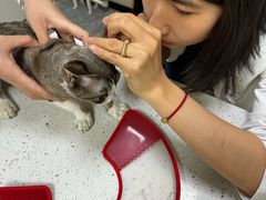 -美联众合爱康动物医院•复杂内科•肿瘤科•牙科•腔镜诊疗中心