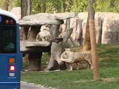 -北京野生动物园