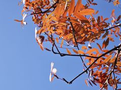 -叠溪松坪沟景区