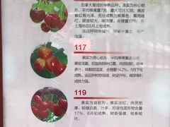 -菊园百果园