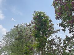 -泗洪洪泽湖湿地景区