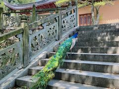 -东山风景区(洞庭东山)