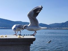 -滇池海埂公园