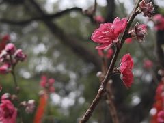 -桃花涧