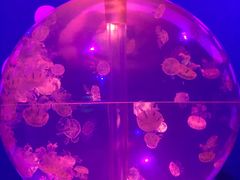 -海合安武汉极地海洋公园