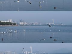 -深圳湾公园(南山区)