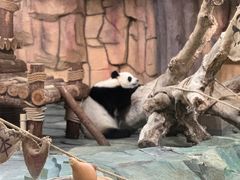 -泉州海丝野生动物世界