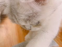 -momokira米努特·德文卷毛猫·棉花面纱犬