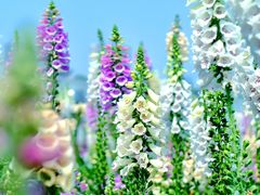 -顺峰山公园