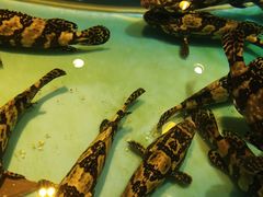 -皇朝尊会(龙之梦大酒店)