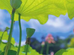 -广州莲花山旅游区