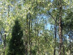 -合肥滨湖国家森林公园