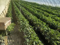 -昌平兴寿秀秀草莓采摘园