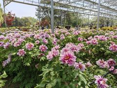 -洛阳市隋唐城遗址植物园