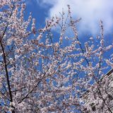 春日踏青好去处之楼下也有好景色