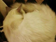 android_upload_pic-猫色咖啡·猫咖