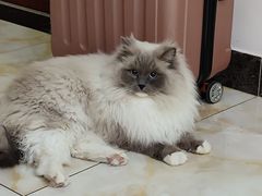 -喵zoo家庭繁育猫舍(尖东智能花园店)