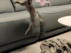 -十年猫舍·猫咪专门店(普陀店)