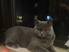 爱宠屋pet&nbsp;shop-爱宠屋pet shop·宠物洗澡·宠物美容