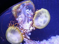 -珠海长隆海洋王国