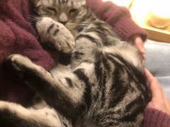 -猫腻·猫咖·撸猫馆(星光大道店)