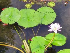 -云溪植物园
