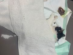 -爱侣宠医·鹦鹉专科·小型哺乳类·异宠专科(灵石路店)