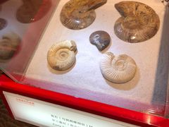 -上海海洋水族馆