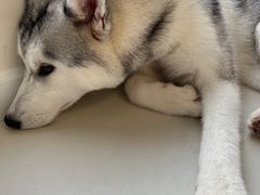 -怪兽屋·羊驼·猫咖·狗咖(俊华广场店)