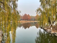 -大兴滨河森林公园