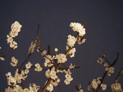 -八大山人梅湖景区