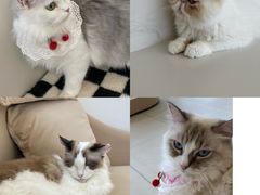 -怪兽屋·羊驼·猫咖·狗咖(俊华广场店)