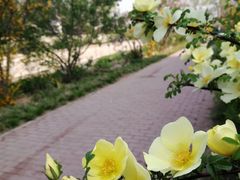 -元大都城垣遗址公园