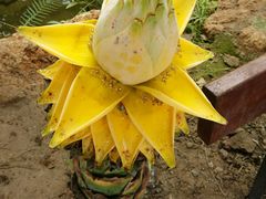 -南通洲际绿博园