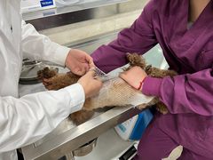 -暖阳宠物医院·犬猫康复中心·骨科