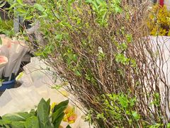 -循礼门鲜花花市(武汉循礼门店)